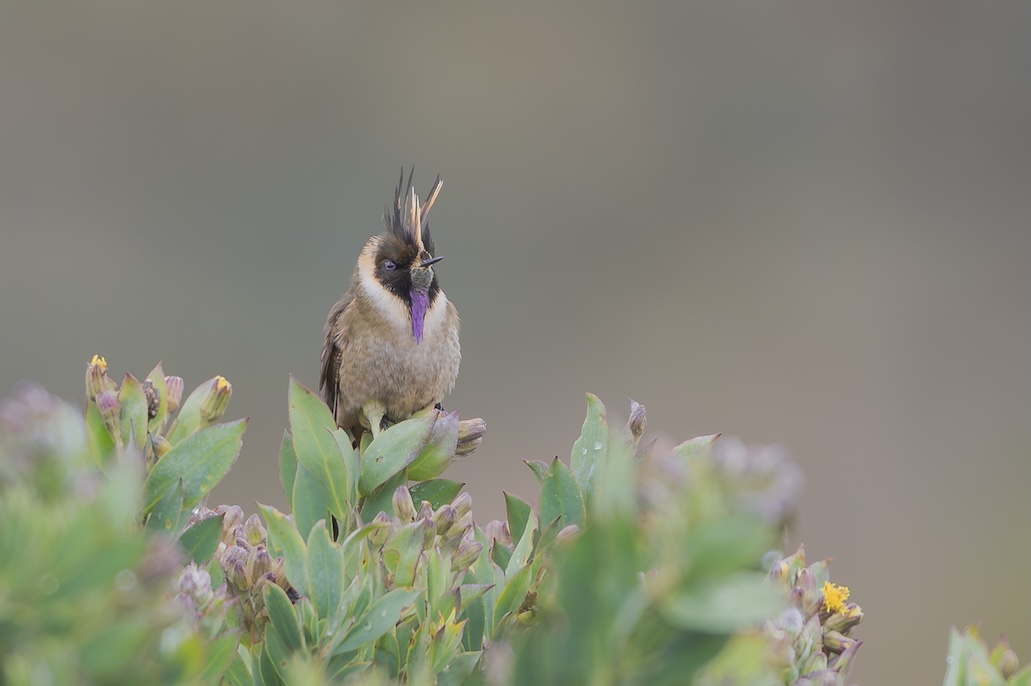 Colombia in Focus: A Compact Bird Photography Tour